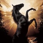 Siyah İnci - Black Beauty (2020)